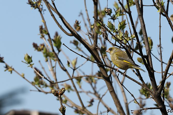 Verdier d'Europe  - Stéphane Corcelle