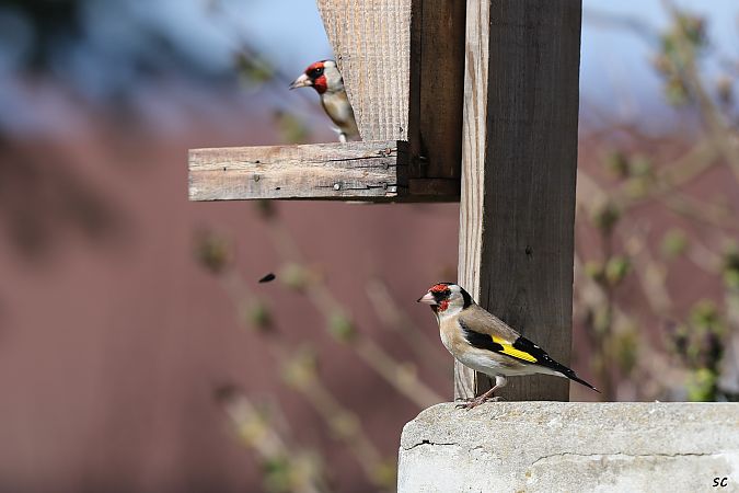 Chardonneret élégant  - Stéphane Corcelle