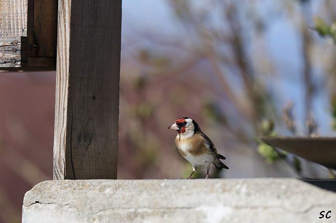 Chardonneret élégant  - Stéphane Corcelle