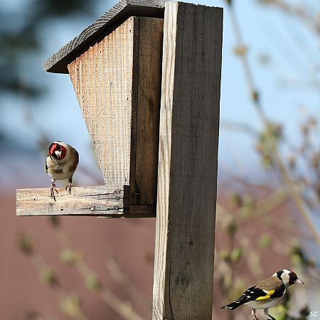 Chardonneret élégant  - Stéphane Corcelle