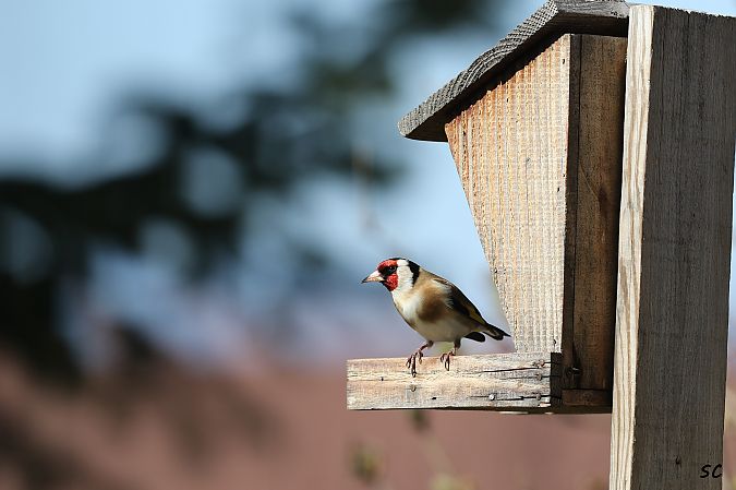 Chardonneret élégant  - Stéphane Corcelle