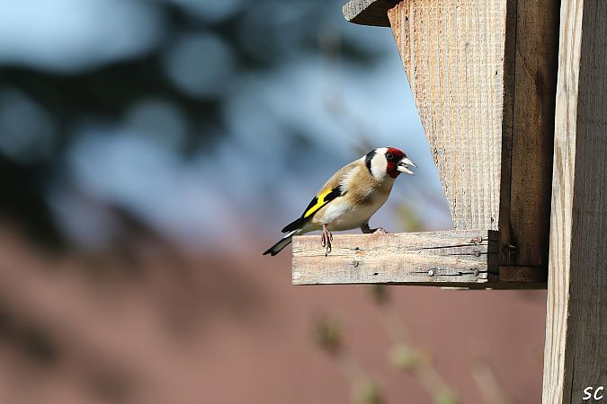 Chardonneret élégant  - Stéphane Corcelle