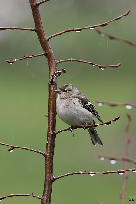 Pinson des arbres  - Stéphane Corcelle