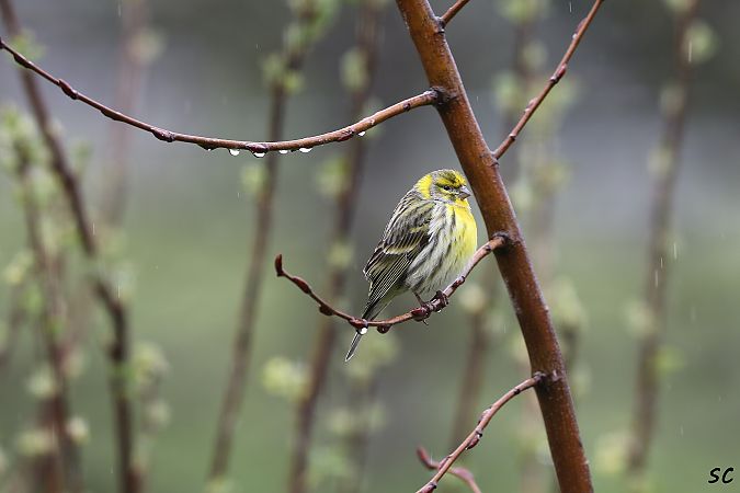 Serin cini  - Stéphane Corcelle