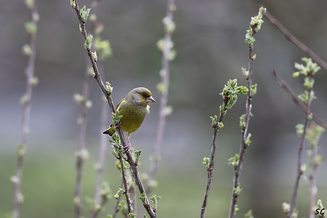 Verdier d'Europe  - Stéphane Corcelle
