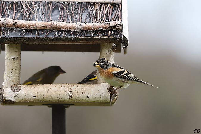Pinson du Nord  - Stéphane Corcelle