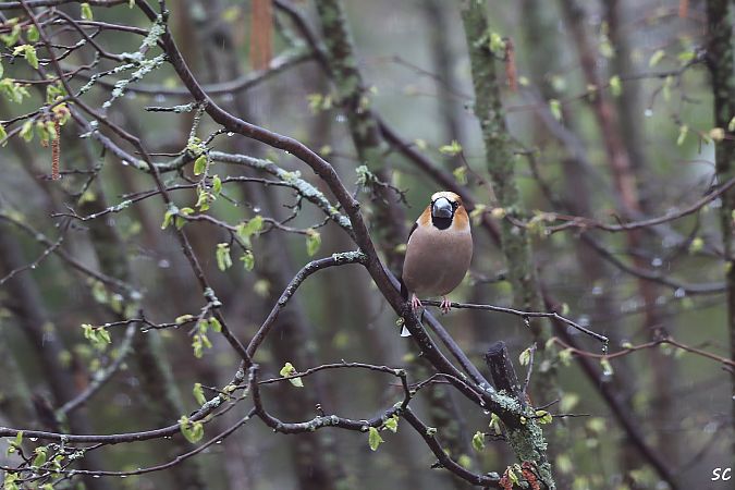 Grosbec casse-noyaux  - Stéphane Corcelle