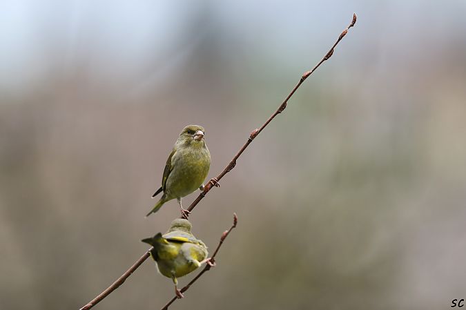 Verdier d'Europe  - Stéphane Corcelle