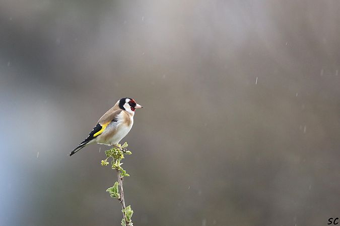 Chardonneret élégant  - Stéphane Corcelle
