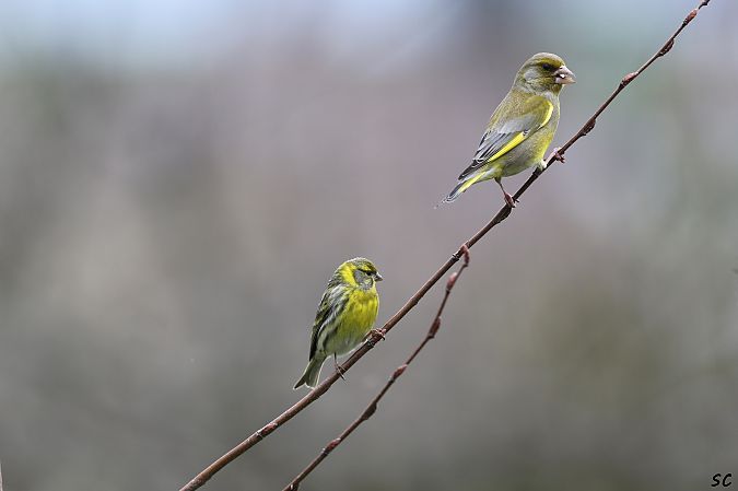 Serin cini  - Stéphane Corcelle