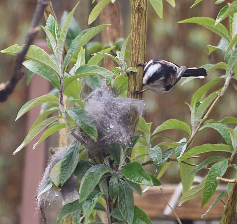 Mésange à longue queue  - Arnaud Houdry
