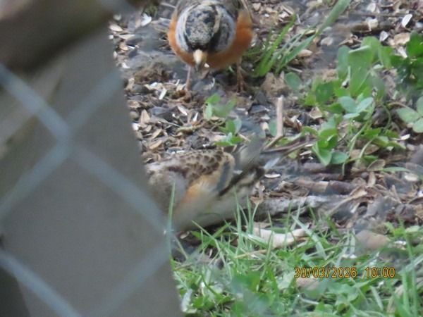 Pinson du Nord  - Christian Vial