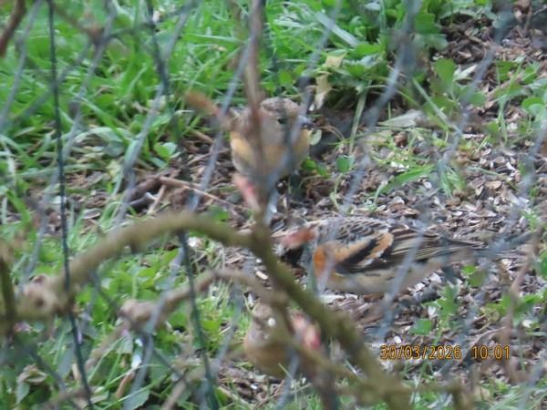 Pinson du Nord  - Christian Vial