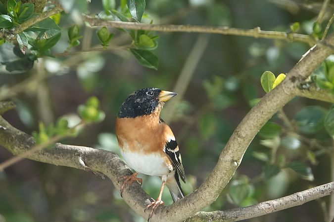 Pinson du Nord  - Annie Grelle