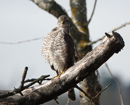 Épervier d'Europe  - Frédéric Mosneron Dupin