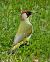 Pic vert (Picus viridis) © Michel Denarié