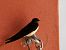 Hirondelle rustique (Hirundo rustica) © Yvan Le Cossec