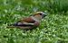 Grosbec casse-noyaux (Coccothraustes coccothraustes) © Claude Garnier
