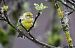 Serin cini (Serinus serinus) © Claude Garnier