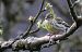Serin cini (Serinus serinus) © Claude Garnier
