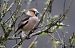 Grosbec casse-noyaux (Coccothraustes coccothraustes) © Claude Garnier