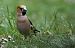 Grosbec casse-noyaux (Coccothraustes coccothraustes) © Claude Garnier