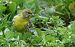Serin cini (Serinus serinus) © Claude Garnier