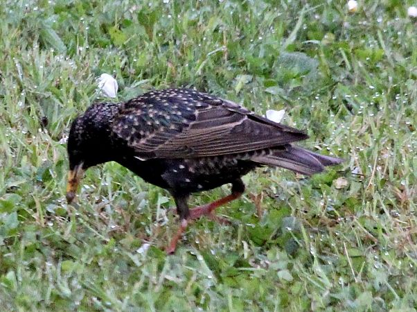 Étourneau sansonnet  - Jacques Quinet