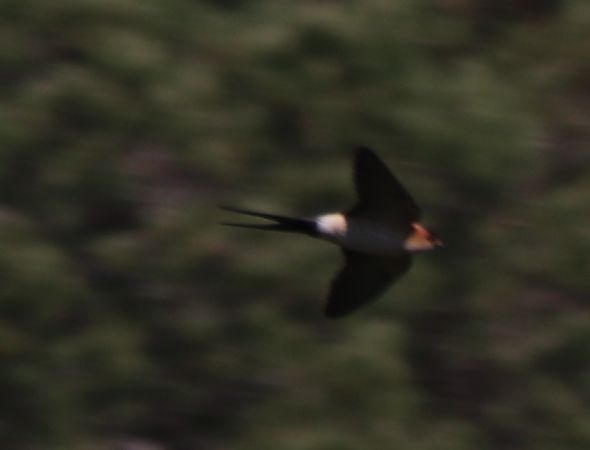 Hirondelle rousseline  - Isabel Martinez-Arrabal