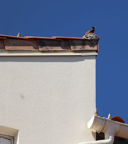 Étourneau sansonnet  - Isabel Martinez-Arrabal