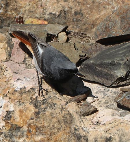 Rougequeue noir  - Isabel Martinez-Arrabal