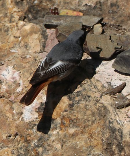 Rougequeue noir  - Isabel Martinez-Arrabal