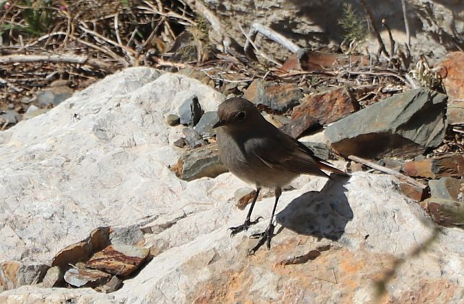 Rougequeue noir  - Isabel Martinez-Arrabal