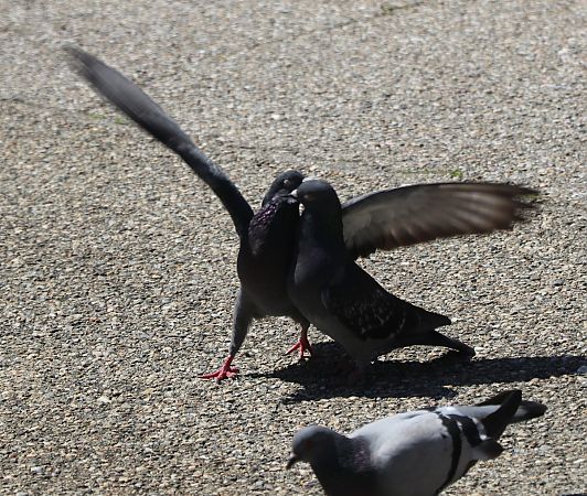 Pigeon biset domestique  - Isabel Martinez-Arrabal