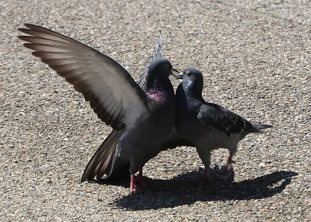 Pigeon biset domestique  - Isabel Martinez-Arrabal