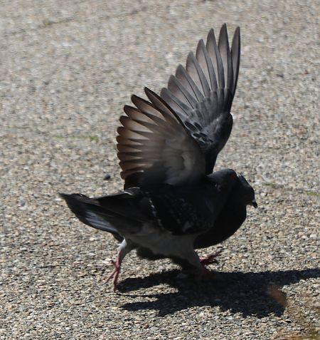 Pigeon biset domestique  - Isabel Martinez-Arrabal