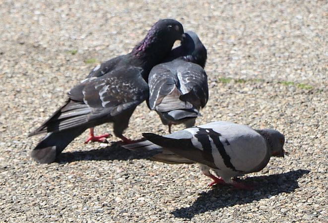 Pigeon biset domestique  - Isabel Martinez-Arrabal