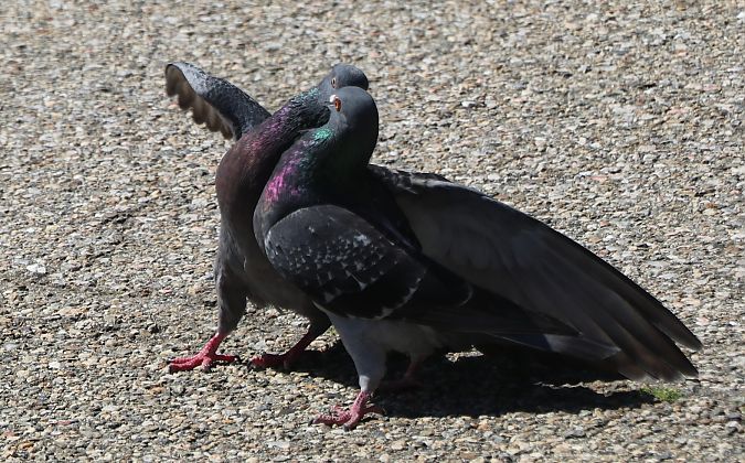 Pigeon biset domestique  - Isabel Martinez-Arrabal