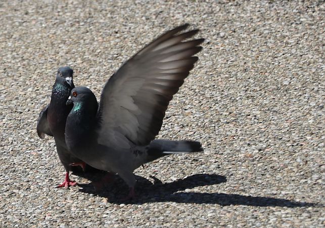 Pigeon biset domestique  - Isabel Martinez-Arrabal