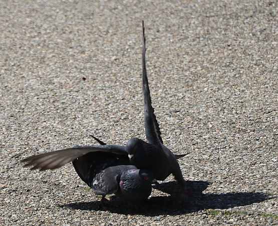 Pigeon biset domestique  - Isabel Martinez-Arrabal