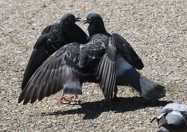 Pigeon biset domestique  - Isabel Martinez-Arrabal