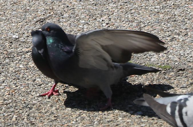 Pigeon biset domestique  - Isabel Martinez-Arrabal