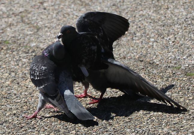 Pigeon biset domestique  - Isabel Martinez-Arrabal