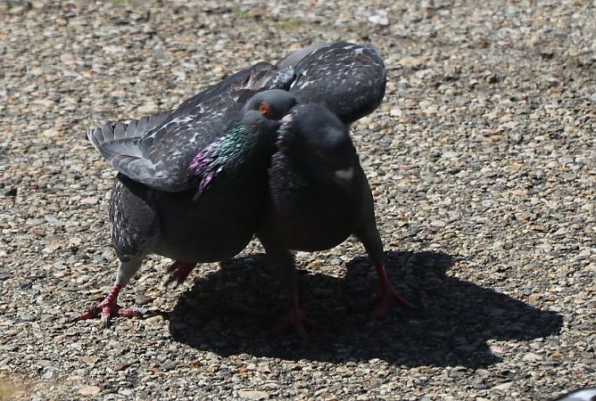 Pigeon biset domestique  - Isabel Martinez-Arrabal