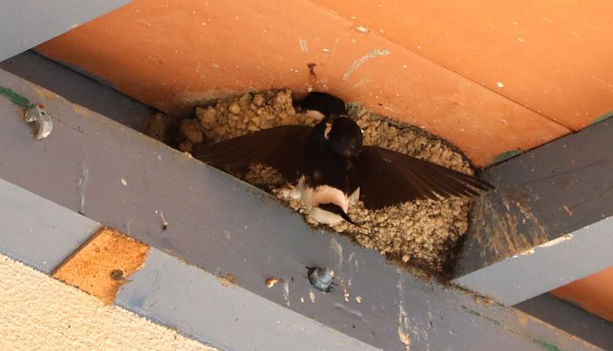 Hirondelle de fenêtre  - Isabel Martinez-Arrabal