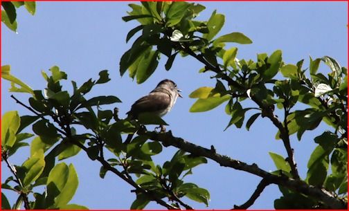 Fauvette à tête noire  - François Huin