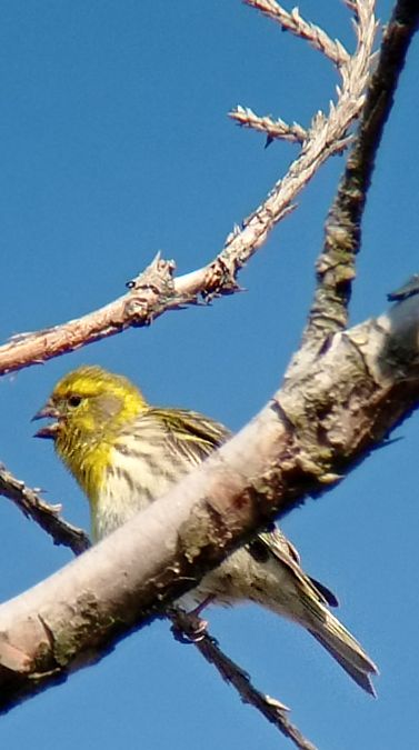 Serin cini  - Laurence Gautherin