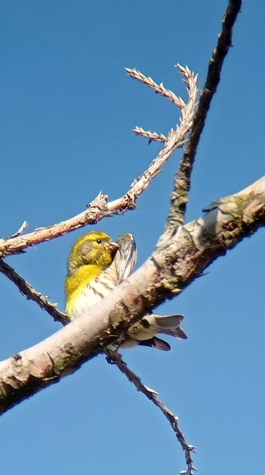 Serin cini  - Laurence Gautherin