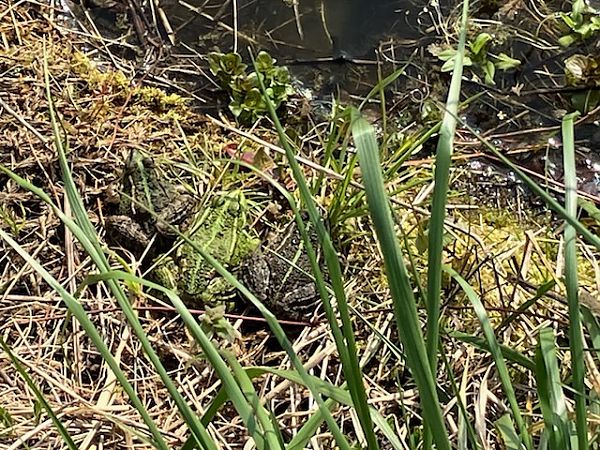 Grenouille indéterminée  - Clara Gelly