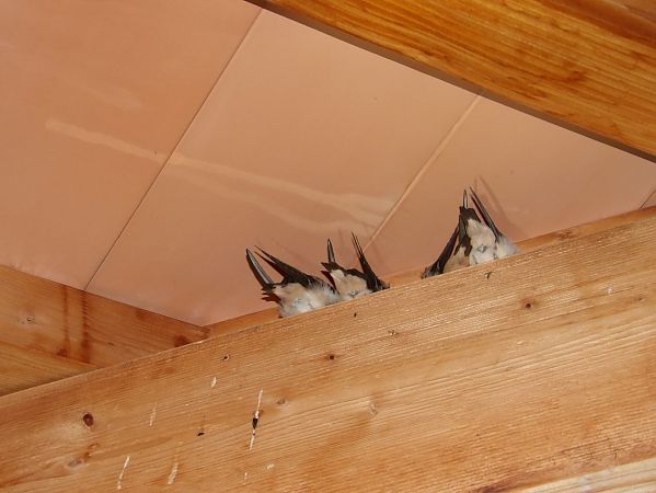 Hirondelle rustique  - Yvan Le Cossec